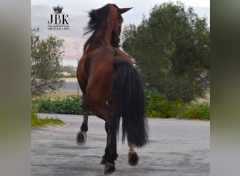 PRE Mestizo, Caballo castrado, 4 años, 180 cm, Castaño