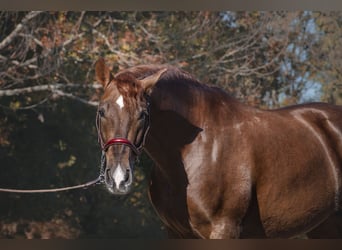 PRE Mestizo, Caballo castrado, 4 años, Alazán