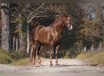 PRE Mestizo, Caballo castrado, 4 años, Alazán