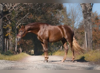 PRE Mestizo, Caballo castrado, 4 años, Alazán