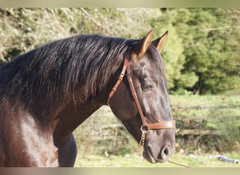 PRE Mestizo, Caballo castrado, 4 años