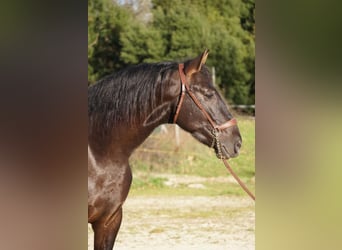 PRE Mestizo, Caballo castrado, 4 años