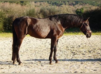 PRE Mestizo, Caballo castrado, 4 años