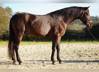 PRE Mestizo, Caballo castrado, 4 años