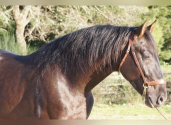 PRE Mestizo, Caballo castrado, 4 años