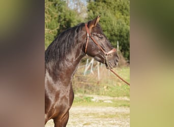 PRE Mestizo, Caballo castrado, 4 años