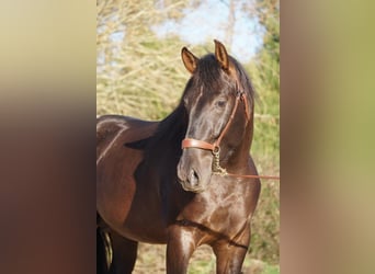 PRE Mestizo, Caballo castrado, 4 años