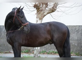 PRE, Caballo castrado, 4 años