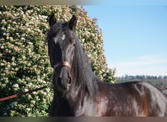 PRE, Caballo castrado, 4 años