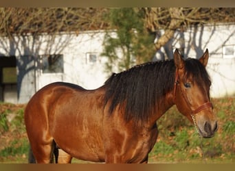 PRE, Caballo castrado, 4 años