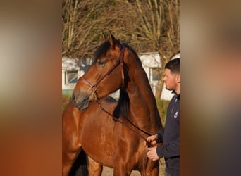 PRE, Caballo castrado, 4 años