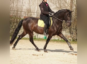 PRE, Caballo castrado, 4 años