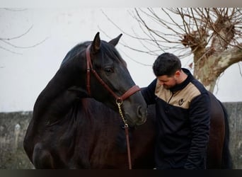 PRE, Caballo castrado, 4 años