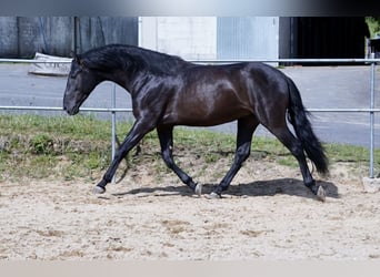 PRE, Caballo castrado, 4 años