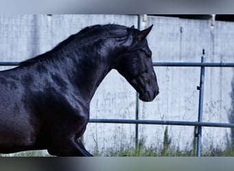 PRE, Caballo castrado, 4 años