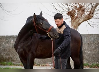 PRE, Caballo castrado, 4 años