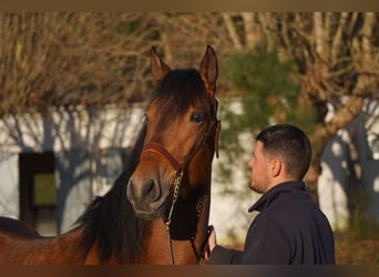 PRE, Caballo castrado, 4 años