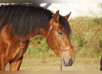 PRE, Caballo castrado, 4 años