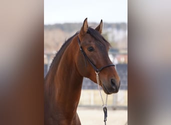 PRE Mestizo, Caballo castrado, 4 años, Castaño claro