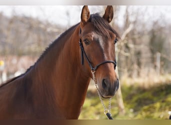 PRE Mestizo, Caballo castrado, 4 años, Castaño claro