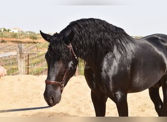 PRE, Caballo castrado, 4 años, Negro