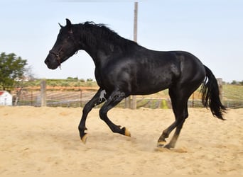 PRE, Caballo castrado, 4 años, Negro