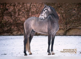 PRE Mestizo, Caballo castrado, 4 años, Tordo rodado