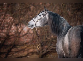 PRE Mestizo, Caballo castrado, 4 años, Tordo rodado