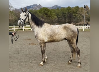 PRE Mestizo, Caballo castrado, 5 años, 150 cm, Tordo