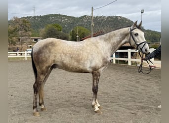 PRE Mestizo, Caballo castrado, 5 años, 150 cm, Tordo