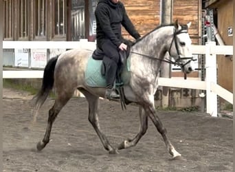 PRE Mestizo, Caballo castrado, 5 años, 150 cm, Tordo