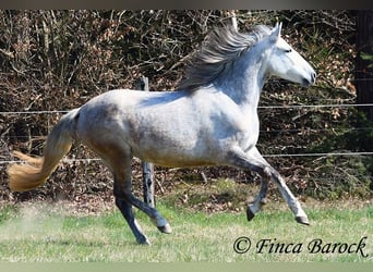 PRE Mestizo, Caballo castrado, 5 años, 151 cm, Tordo