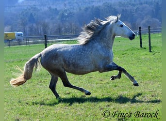 PRE Mestizo, Caballo castrado, 5 años, 151 cm, Tordo