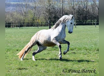 PRE Mestizo, Caballo castrado, 5 años, 151 cm, Tordo