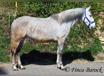 PRE Mestizo, Caballo castrado, 5 años, 151 cm, Tordo