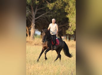 PRE Mestizo, Caballo castrado, 5 años, 153 cm, Negro