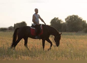 PRE Mestizo, Caballo castrado, 5 años, 153 cm, Negro