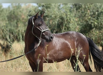 PRE Mestizo, Caballo castrado, 5 años, 153 cm, Negro