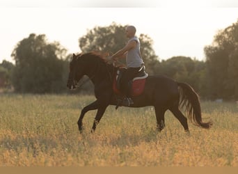 PRE Mestizo, Caballo castrado, 5 años, 153 cm, Negro