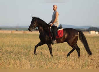 PRE Mestizo, Caballo castrado, 5 años, 153 cm, Negro