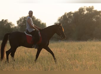PRE Mestizo, Caballo castrado, 5 años, 153 cm, Negro