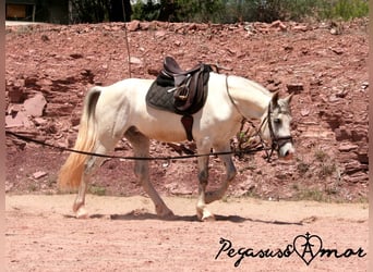 PRE Mestizo, Caballo castrado, 5 años, 154 cm, Tordo