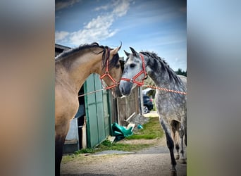 PRE Mestizo, Caballo castrado, 5 años, 154 cm, Tordo rodado
