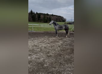 PRE Mestizo, Caballo castrado, 5 años, 154 cm, Tordo rodado