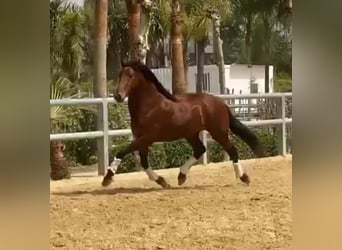 PRE Mestizo, Caballo castrado, 5 años, 155 cm, Castaño rojizo