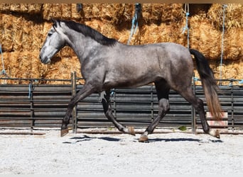 PRE, Caballo castrado, 5 años, 155 cm, Tordo