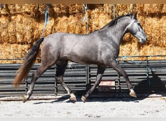 PRE, Caballo castrado, 5 años, 155 cm, Tordo