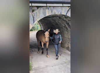 PRE Mestizo, Caballo castrado, 5 años, 156 cm, Bayo