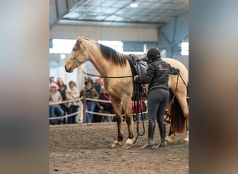PRE Mestizo, Caballo castrado, 5 años, 156 cm, Bayo