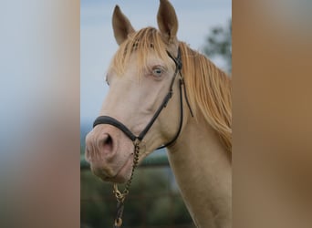 PRE Mestizo, Caballo castrado, 5 años, 156 cm, Perlino